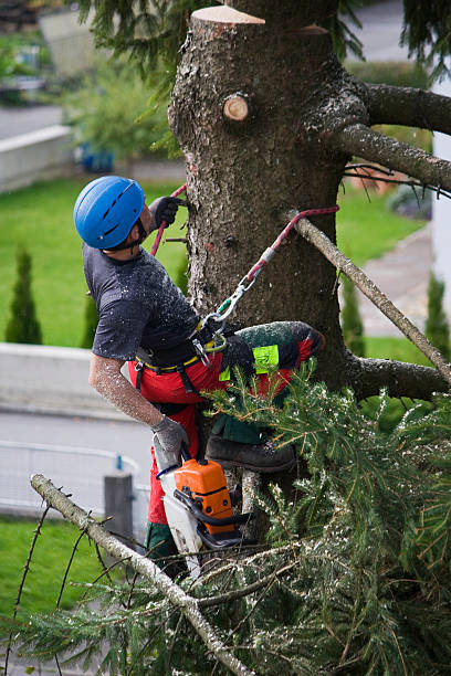 Best Arborist Consultation Services  in USA